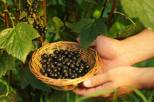 istock Woman holding wicker bowl with ripe blackcurrants outdoors, closeup 1910880992