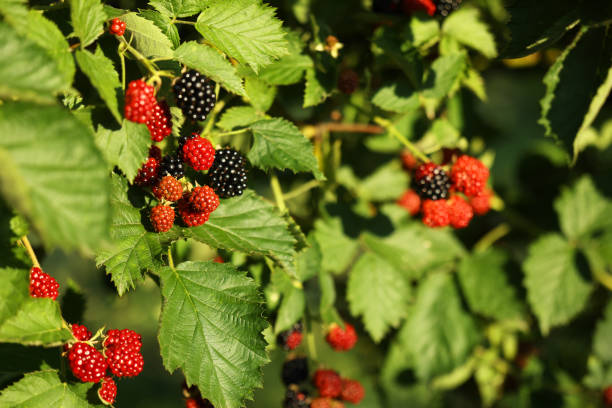 istock Ripe and unripe blackberries growing on bush outdoors, closeup 1910881515