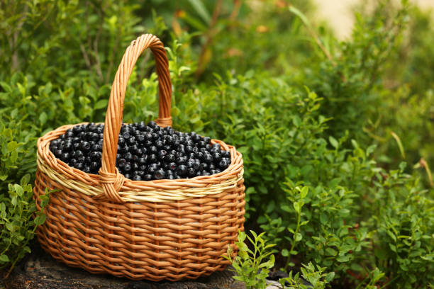 istock Wicker basket with bilberries on green grass outdoors, space for text 1910881519