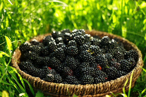 Wicker bowl with tasty ripe blackberries on green grass outdoors, closeup