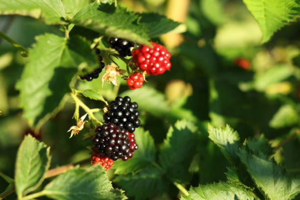 istock Ripe blackberries growing on bush outdoors, closeup. Space for text 1910882083