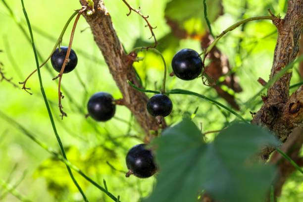 istock Ripe blackcurrants growing on bush outdoors, closeup 1910882087