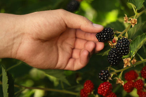 istock Woman picking ripe blackberries from bush outdoors, closeup 1910883129