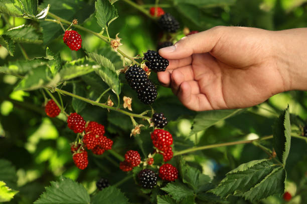 istock Woman picking ripe blackberries from bush outdoors, closeup 1910883642