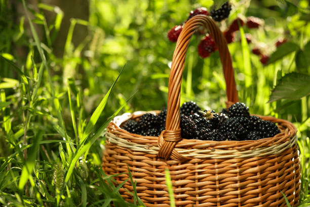 Wicker basket with ripe blackberries on green grass outdoors, closeup. Space for text