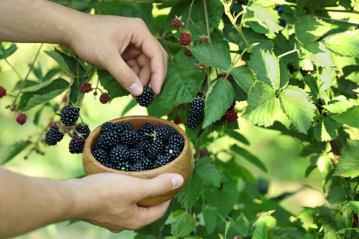 Woman with wooden bowl picking ripe blackberries from bush outdoors, closeup. Space for text