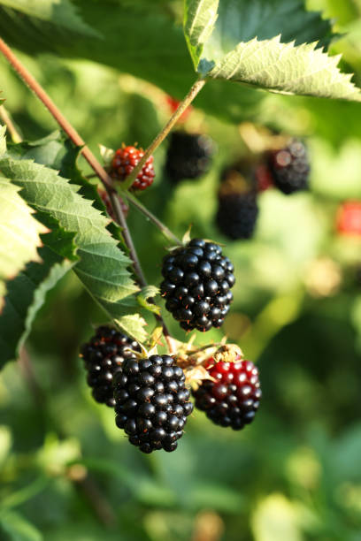 istock Ripe blackberries growing on bush outdoors, closeup 1910886386