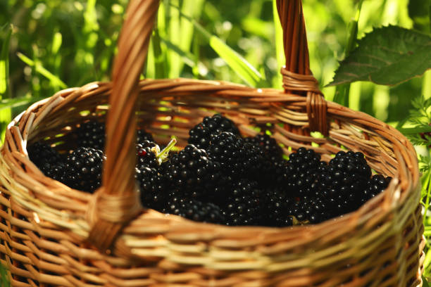 Wicker basket with ripe blackberries outdoors, closeup