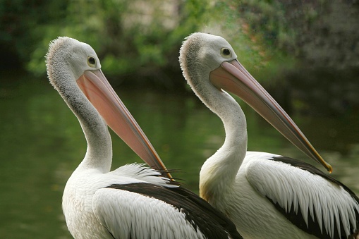 a pair of pelicans cleaning their beaks in a pond