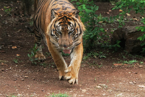 a Sumatran tiger walking around the area