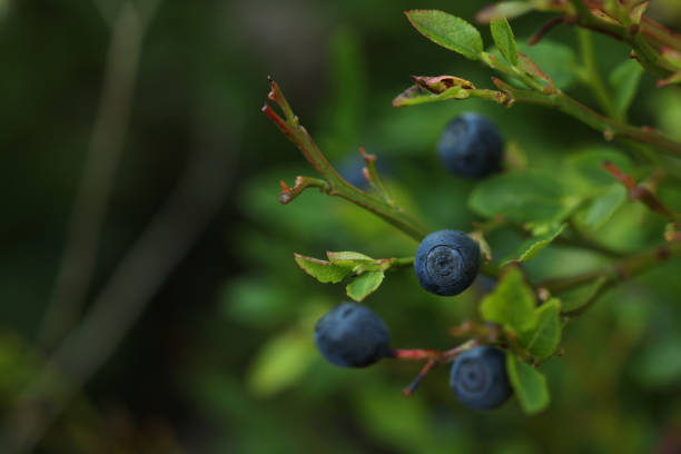 istock Ripe bilberries growing in forest, closeup. Space for text 1910889072