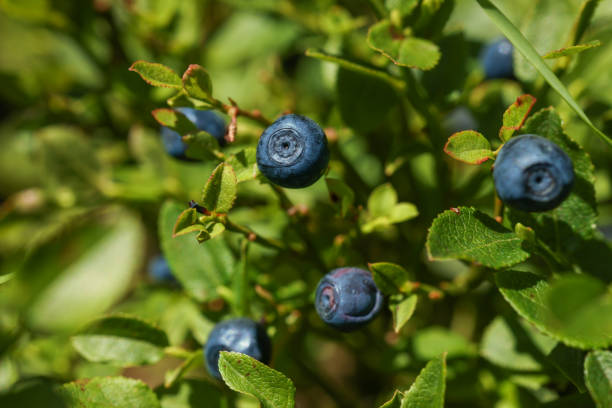 istock Ripe bilberries growing in forest, closeup view 1910889074