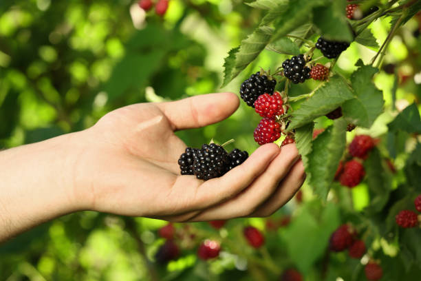 istock Woman picking ripe blackberries from bush outdoors, closeup 1910889596