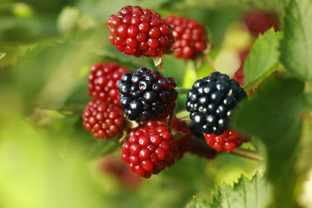 istock Unripe blackberries growing on bush outdoors, closeup 1910889599