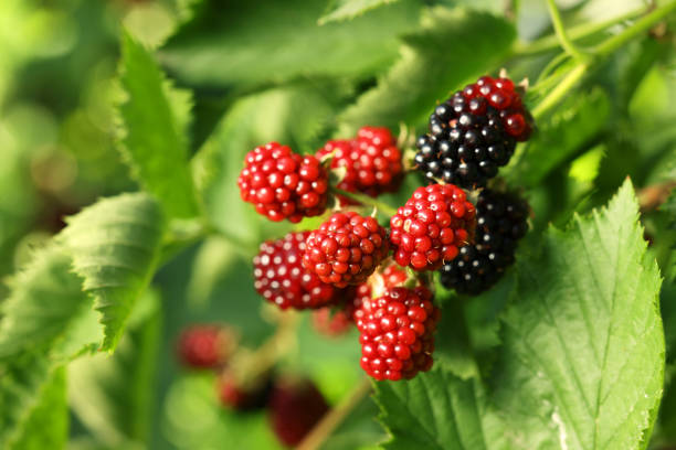 istock Unripe blackberries growing on bush outdoors, closeup 1910889600