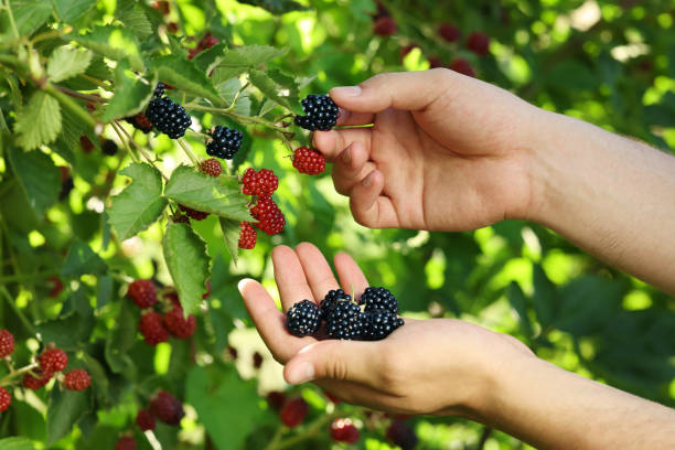 Woman picking ripe blackberries from bush outdoors, closeup