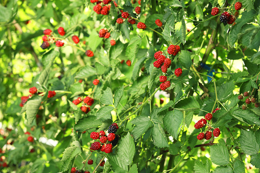 Unripe blackberries growing on bush outdoors, closeup