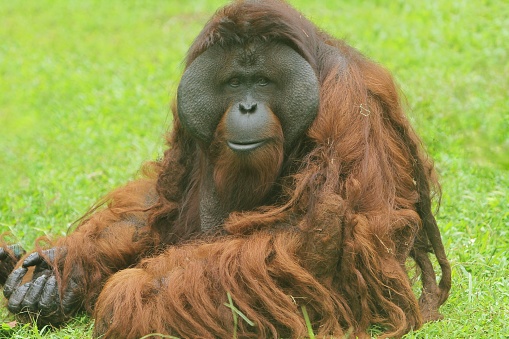 portrait of an adult Bornean orangutan