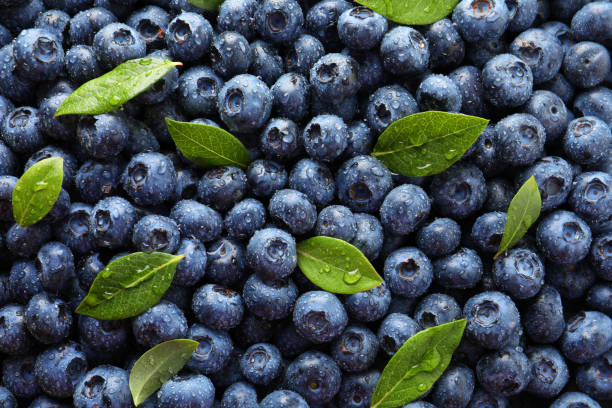 istock Wet fresh blueberries with green leaves as background, top view 1910896512