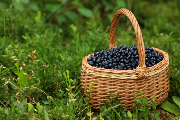 Wicker basket with bilberries on green grass outdoors, space for text