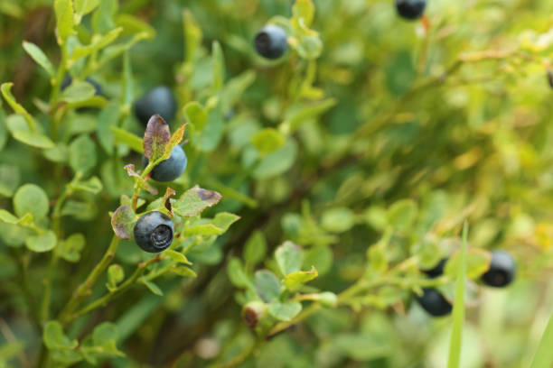 istock Ripe bilberries growing in forest, closeup. Space for text 1910900868