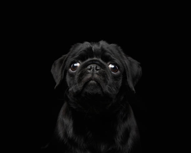 istock black pug on a black background. Pet portrait in studio 1910904106