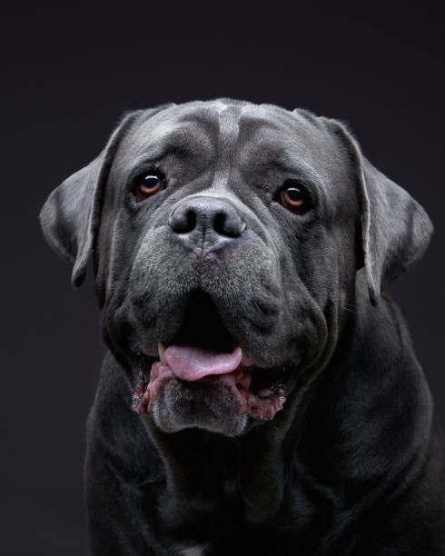 istock dog on a black background. Blue Intalian Cane Corso 1910904623