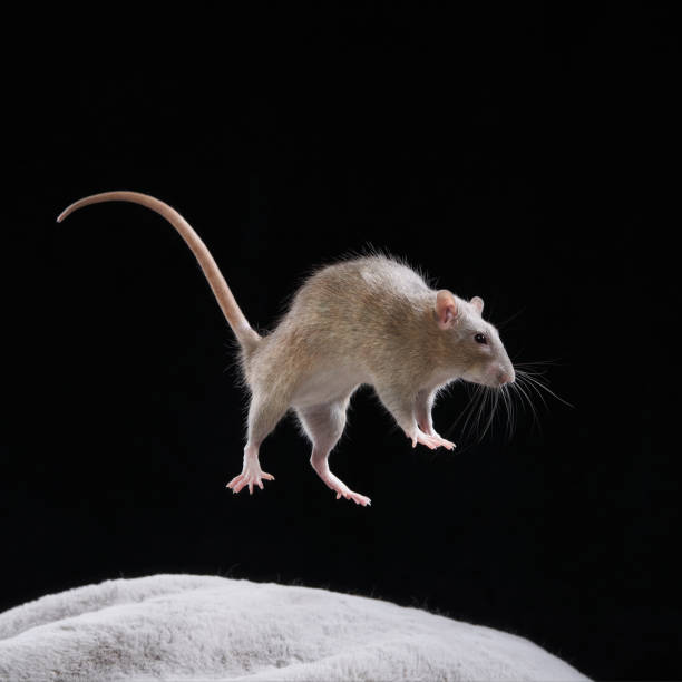 little cute pet rat on gray couch