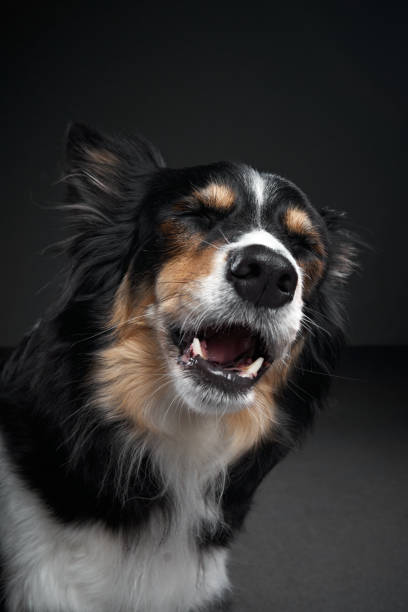 istock the dog snarls. Funny expression on the muzzle of a border collie 1910904659