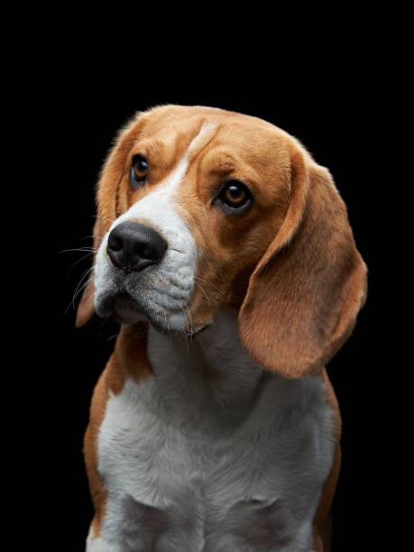 istock portrait on a dark background. Funny Beagle 1910904672