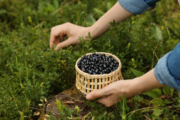 Woman picking up bilberries in forest, closeup