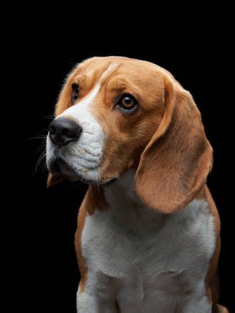 istock portrait on a dark background. Funny Beagle 1910905195