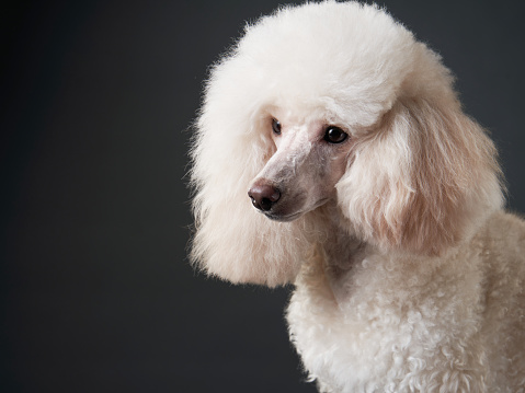 Poodle (Miniature and Toy)