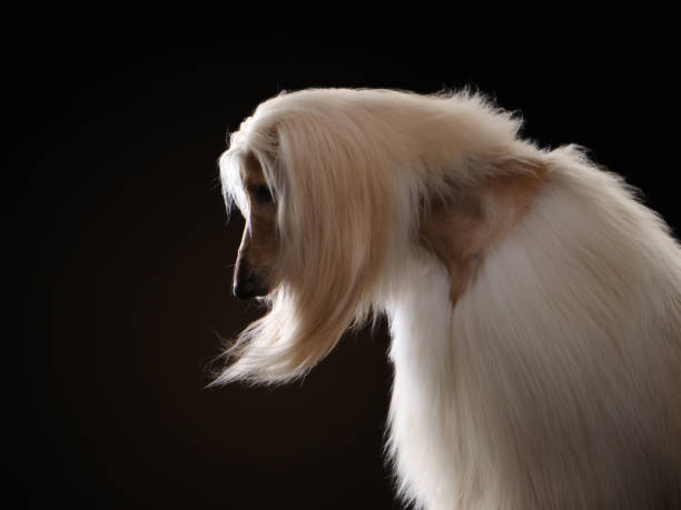 portrait of an Afghan hound on a black background