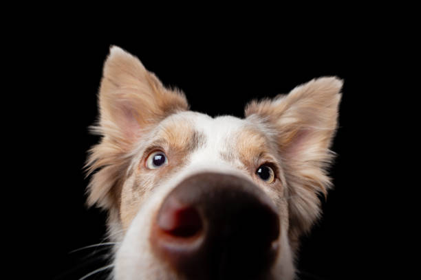istock border collie funny portrait. dog in studio on black background 1910905243