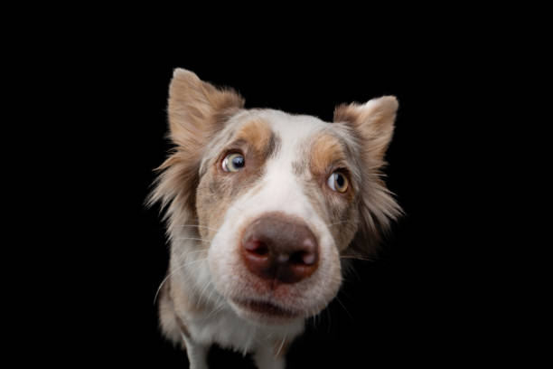 istock border collie funny portrait. dog in studio on black background 1910905244