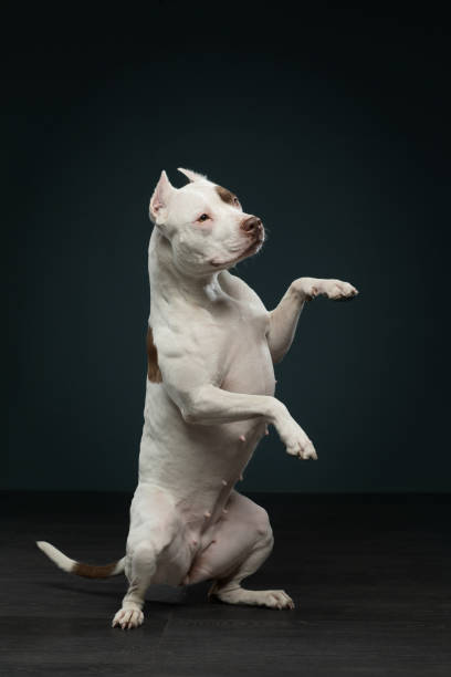 istock The dog on black. Beautiful spotted pit bull terrier. White-red color. 1910905246