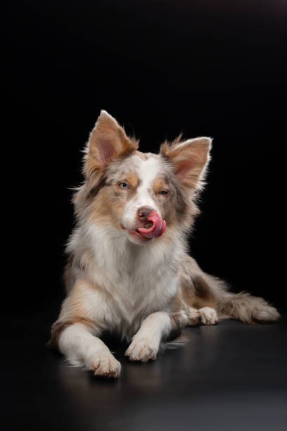 istock border collie funny portrait. dog in studio on black background 1910905251
