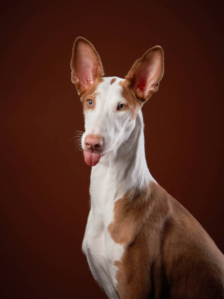 istock dog on a red background in the studio. Slim spanish greyhound, podenko ibitsenko 1910905253