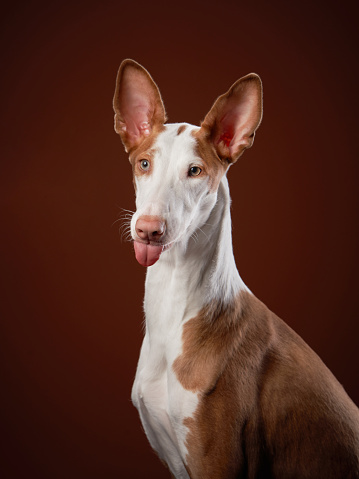 dog shows tongue. pet on a red background in the studio. portrait spanish greyhound, podenko ibitsenko