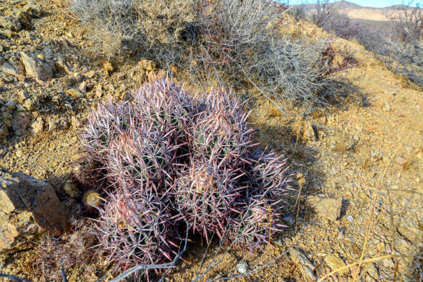 istock Echinocactus polycephalus, Cottontop Cactus, Many-headed Barrel Cactus, Cannonball Cactus. Cacti in the Arizona desert. 1910909666