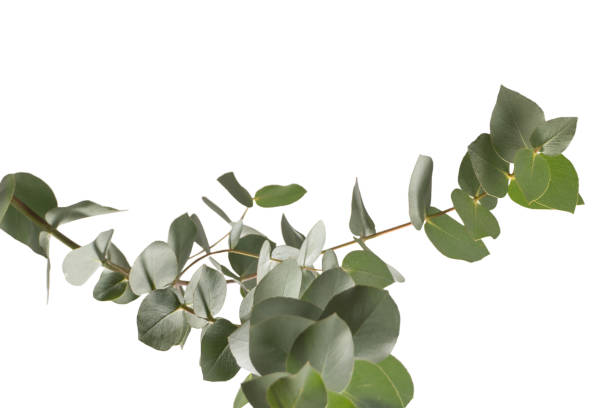 istock Eucalyptus sprig isolated on a white background. 1910914777