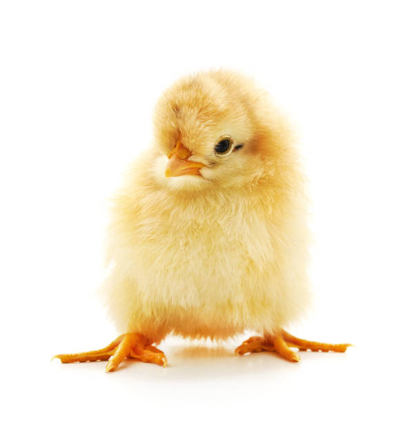 istock Baby yellow chicken. 1910915359