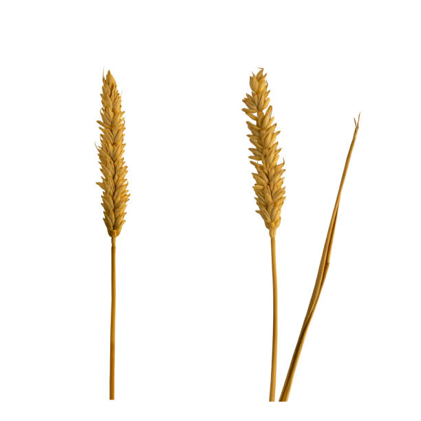durum or hard wheat dry plant isolated on white background