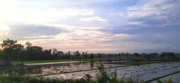 istock Agricultural field in the morning 1910944945