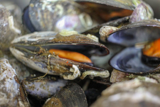 Embark on a culinary journey where the ocean's essence meets culinary finesse. In this captivating tableau, witness plump, steamed mussels bathed in their own essence, creating a symphony of flavors that transports you straight to the coastal bliss of seafood perfection