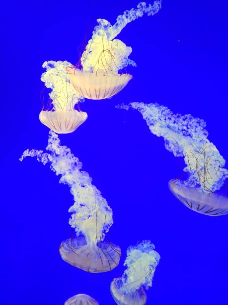 meduse che si muovono attraverso la luce - dacing foto e immagini stock