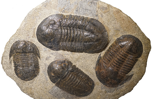close up on Trilobite fossil isolated on white background