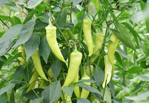 yellow spicy pepper growing on the plant