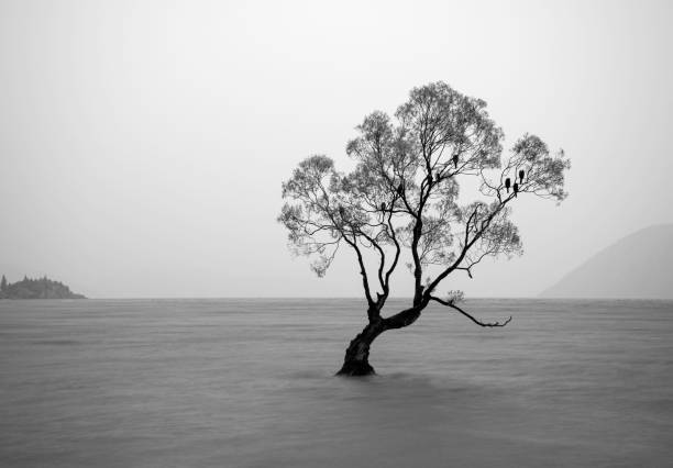The Wanaka Tree, New Zealand